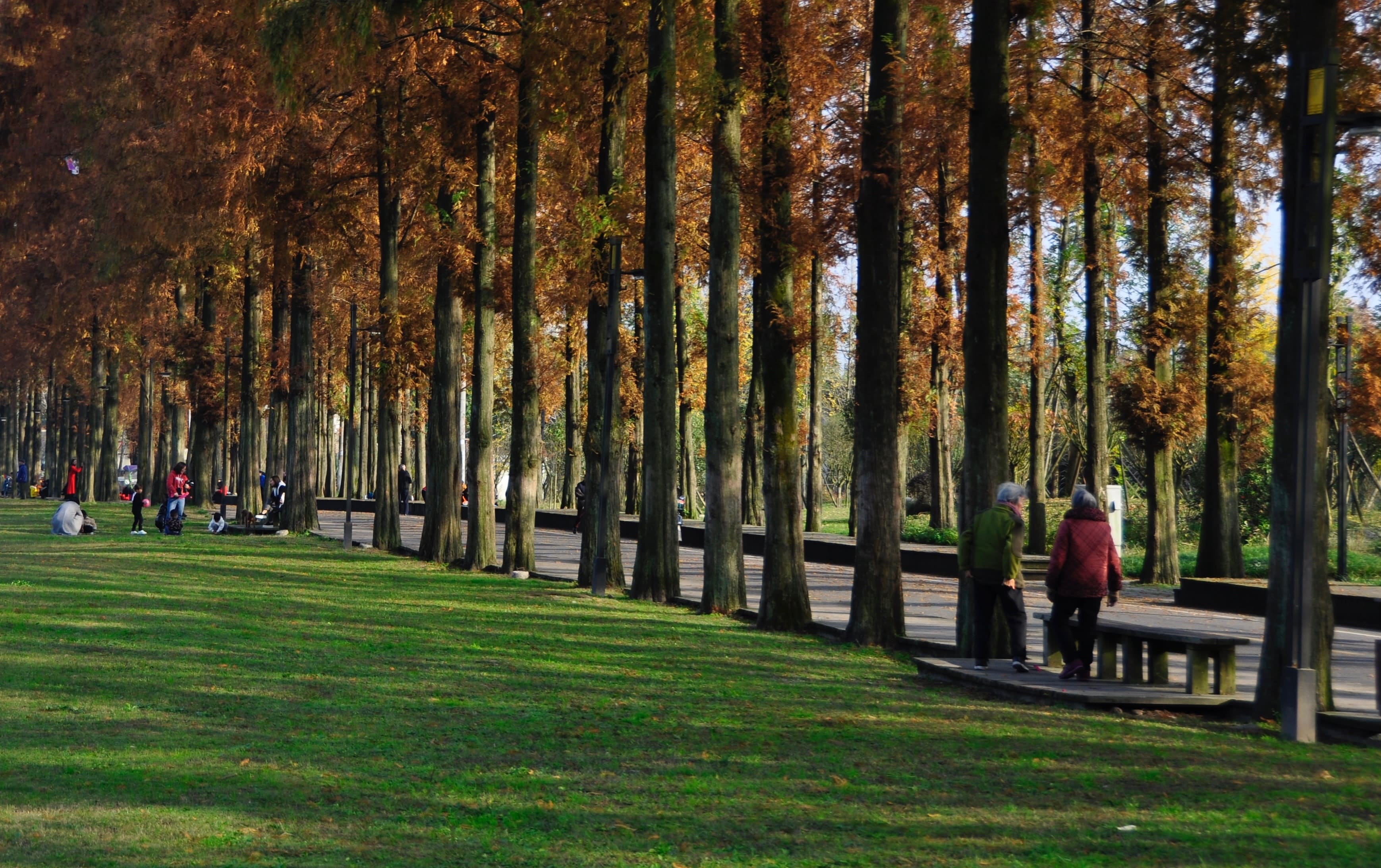 Park with trees along a pathway
