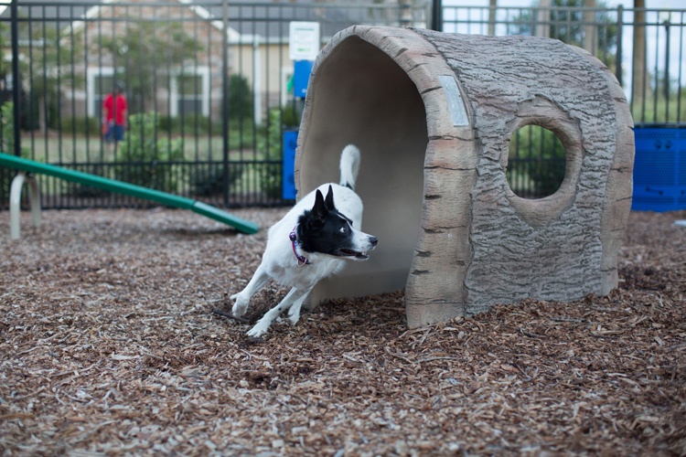 Dog Park Furnishings with Natural Look